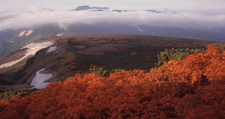 �k�C���R�x�ʐ^�̓a��