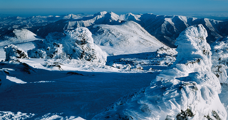 �k�C���R�x�ʐ^�̓a��