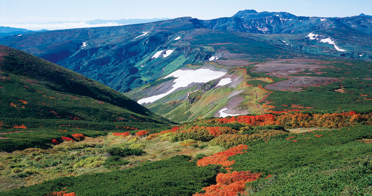 �k�C���R�x�ʐ^�̓a��