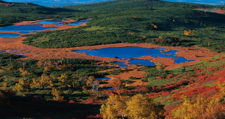 �k�C���R�x�ʐ^�̓a��