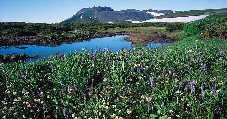 �k�C���R�x�ʐ^�̓a��