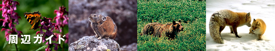 ���ӃK�C�h